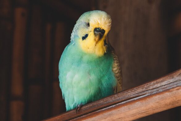 Colorful Bird